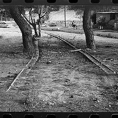 photo "perspectiva between 2 trees"