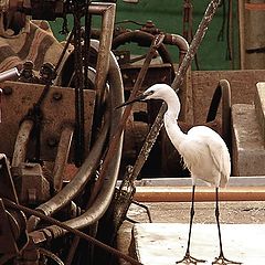 photo "Chief mechanic."