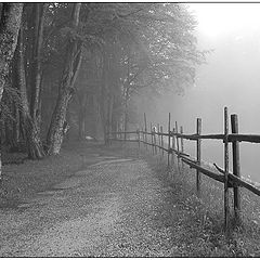 photo "The Fog"