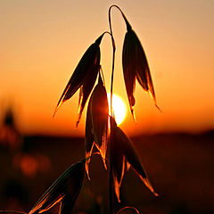 photo "Sunset in the confild"
