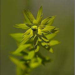 photo "grass 5"