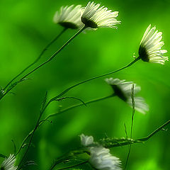 photo "Summer Wind"