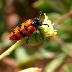 photo "Bugs 2004 # 1"