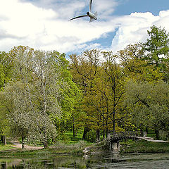 photo "A sea-gull in the park"