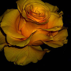 photo "Rose"