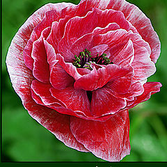 photo "Poppy"