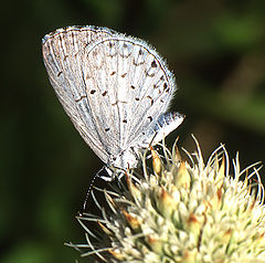 фото "Tiny sail of Celastrina neglecta"