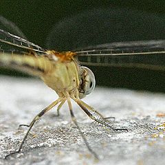 photo "Lunar helicopter"