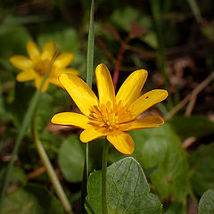 photo "Charm of a modest flower"