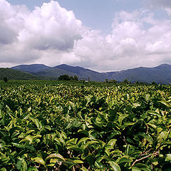 photo "Tea plants"