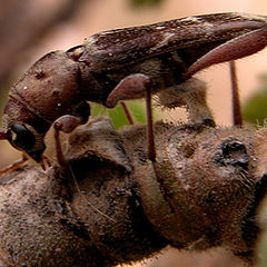 photo "Bugs 2004 # 2"