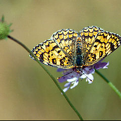 photo "Mellicta aurelia"