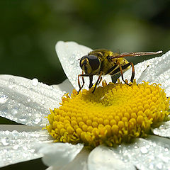 photo "Breakfast"