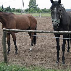 photo "horses"