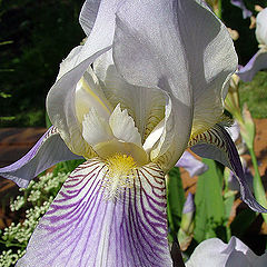 photo "Iris"