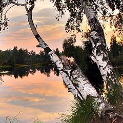 photo "Quiet evening landscape with Birches"
