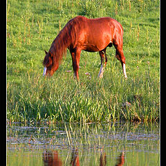 photo "Red horse"