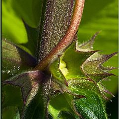 photo "grass 7"