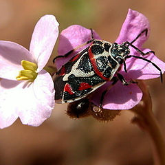 photo "Bugs 2004 # 3"