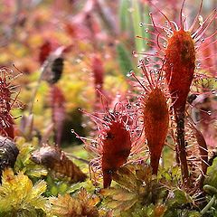 фото "Bog allurement"