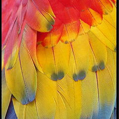 фото "Arara Feathers"