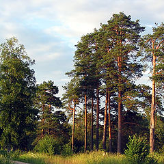 photo "The pines"