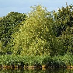 photo "A green idyll"