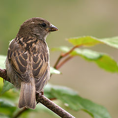 photo "wise old bird"