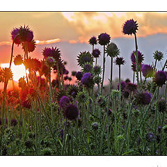 photo "Thistle"