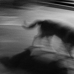 фото "the night walk with a dog 1"