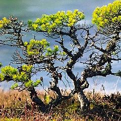 фото "Pine in the bog."