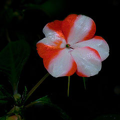 photo "Begonia"