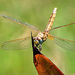 фото "Dragon Fly"