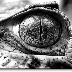 photo "Jurassico..."