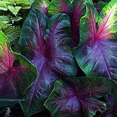 фото "Calladiums"