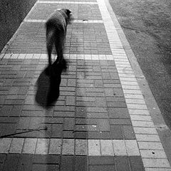 фото "the night walk with a dog 2"