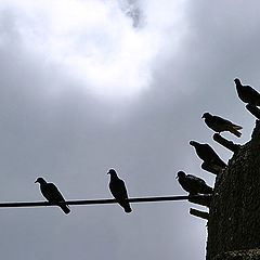photo "Pigeons"
