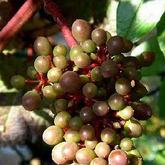 photo "grapes"