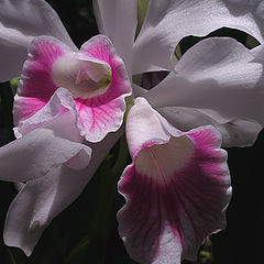 photo "Orchids"