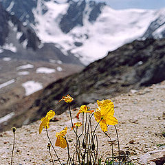 photo "The Pass of Tuyuk-Su. Mountain poppies."