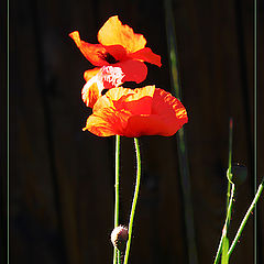 фото "japanes poppy"