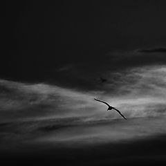 photo "Solitaire"