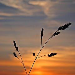 photo "Summer night sunset"
