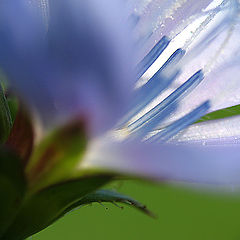 photo "the world of stamens     =super-macro="