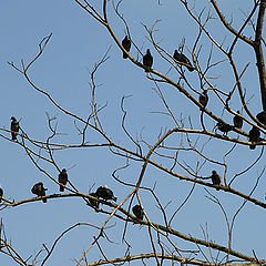 фото "Pigeons Tree"