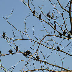 photo "Pigeons Tree"