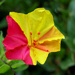 фото "Yellow and Pink"