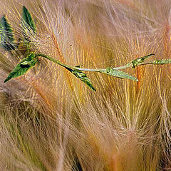 photo "convolvulus"