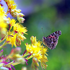 photo "Waiting for Springtime"