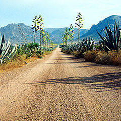 photo "I walk to the desert 2"